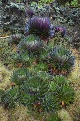 Giant Lobelia flora, Uganda | Obraz na stenu