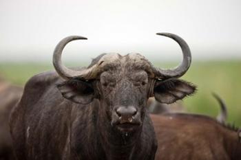 African Buffalo wildlife, Uganda | Obraz na stenu