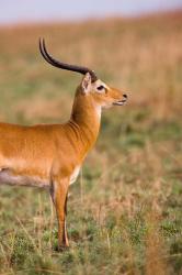 The Ugandan Kob, Murchison Falls National Park, Uganda | Obraz na stenu