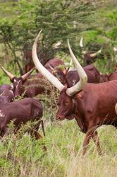 Close Up of Ankole-Watusi cattle, Mbarara, Ankole, Uganda | Obraz na stenu