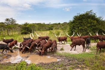 Ankole-Watusi cattle. Uganda | Obraz na stenu