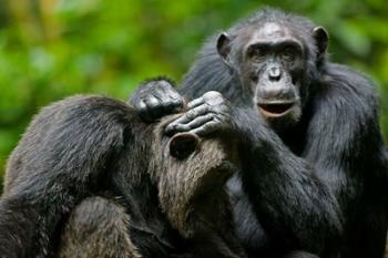 Uganda, Kibale Forest Reserve, Chimpanzee, primate | Obraz na stenu