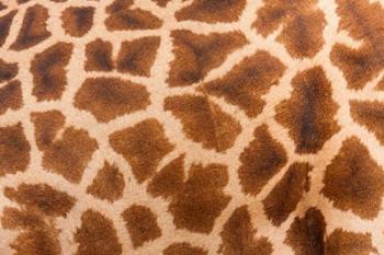 Reticulated giraffe, Luangwa Valley, Zambia | Obraz na stenu