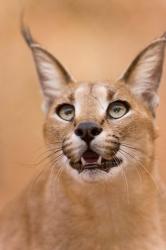 Livingstone, Zambia Portrait Of A Caracal | Obraz na stenu