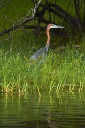 Goliath Heron along the Zambezi River, Zimbabwe, Africa | Obraz na stenu