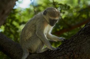 Vervet monkey, Victoria Falls, Zimbabwe, Africa | Obraz na stenu