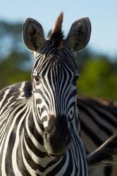 Chapman's zebra, Hwange National Park, Zimbabwe, Africa | Obraz na stenu
