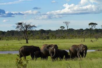 Elephant, Zimbabwe | Obraz na stenu