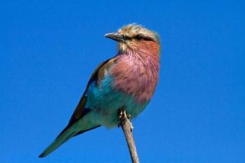 Lilac-breasted Roller, Hwange National Park, Zimbabwe, Africa | Obraz na stenu