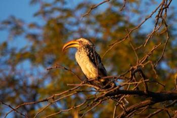 Southern Yellow-billed Hornbill, Hwange NP, Zimbabwe, Africa | Obraz na stenu