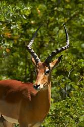 Male Impala, Hwange National Park, Zimbabwe, Africa | Obraz na stenu