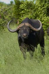 Cape buffalo, Hwange National Park, Zimbabwe, Africa | Obraz na stenu