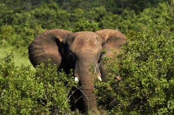 Elephant, Hwange National Park, Zimbabwe, Africa | Obraz na stenu