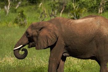 Elephant drinking, Hwange NP, Zimbabwe, Africa | Obraz na stenu