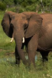 Elephant, Hwange NP, Zimbabwe, Africa | Obraz na stenu
