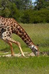 Giraffe drinking, Giraffa camelopardalis, Hwange NP, Zimbabwe, Africa | Obraz na stenu