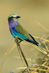 Lilac-Breasted Roller bird, Mana Pools NP, Zimbabwe | Obraz na stenu