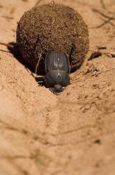 Zimbabwe. Dung Beetle insect rolling dung ball | Obraz na stenu