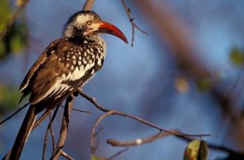 Zimbabwe, Hwange NP, Red-billed hornbill bird | Obraz na stenu