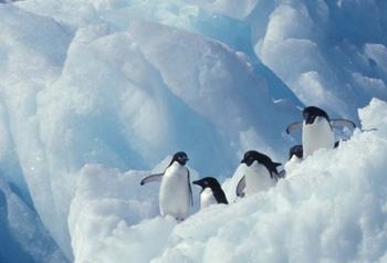 Adelie Penguins, Antarctica | Obraz na stenu