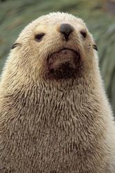 Antarctic Fur Seal, White Morph, South Georgia Island, Antarctica | Obraz na stenu