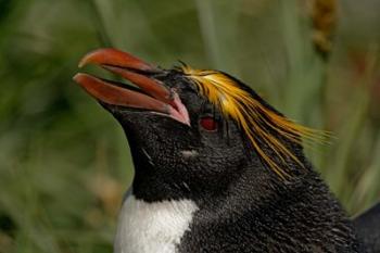 South Georgia Island, Cooper Bay, Macaroni penguin | Obraz na stenu