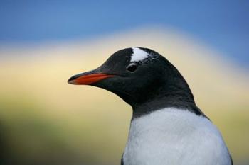 South Georgia Island, Stromess Bay, Gentoo penguin | Obraz na stenu