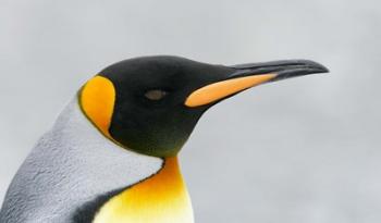 South Georgia Island, King penguin head | Obraz na stenu