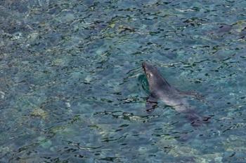 Southern Fur Seal Swimming in Clear Water, South Georgia Island, Antarctica | Obraz na stenu