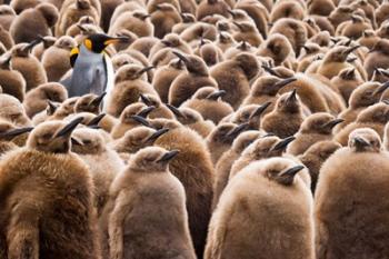 Young King Penguin Chicks in Brown Coats, South Georgia Island, Antarctica | Obraz na stenu