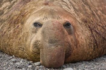 Bull elephant seal, South Georgia Island, Antarctica | Obraz na stenu