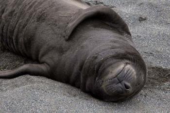 Elephant Seal Pup Sleeps on Beach, South Georgia Island, Antarctica | Obraz na stenu