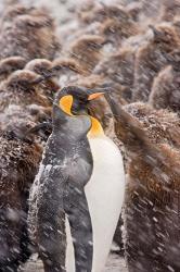 South Georgia, Salisbury Plain, King penguin | Obraz na stenu