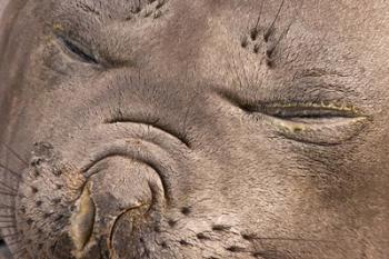 Female elephant seal, South Georgia Island, Antarctica | Obraz na stenu