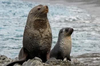 South Georgia Island. Mother fur seal and pup | Obraz na stenu