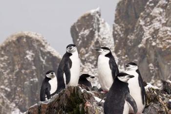 South Georgia Island, Cooper Bay, Chinstrap penguins | Obraz na stenu