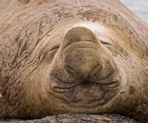 South Georgia Island, Sleeping bull elephant seal | Obraz na stenu