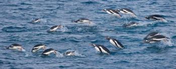 South Georgia Island, Gentoo penguins | Obraz na stenu