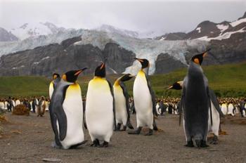 King penguins, Gold Harbor, South Georgia | Obraz na stenu