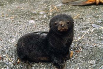 South Georgia Island, Southern fur seal pup | Obraz na stenu