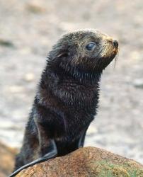 Close up of fur seal pup | Obraz na stenu