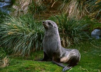 South Georgia Island, Southern Fur seal | Obraz na stenu