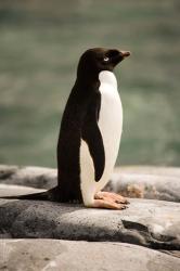 Antarctica. Adelie penguin. | Obraz na stenu