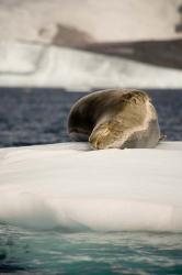 Antarctica. Leopard seal adrift on ice flow. | Obraz na stenu