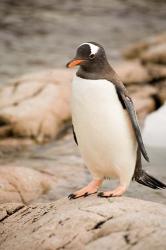 Antarctica. Adult Gentoo penguins on rocky shoreline. | Obraz na stenu