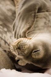 Jougla, Pt., Antarctica. Sleepy Weddell seal. | Obraz na stenu