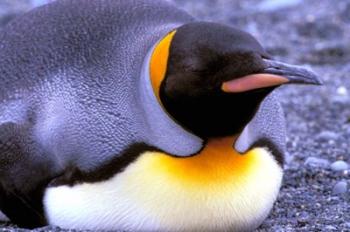 Penguin, Sub-Antarctic, South Georgia Island | Obraz na stenu