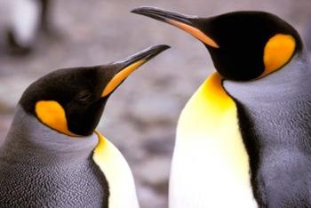 Two Penguins, Sub-Antarctic, South Georgia Island | Obraz na stenu