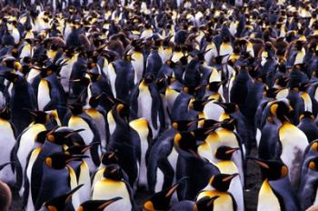 South Georgia Island, King Penguins | Obraz na stenu