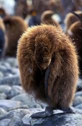 South Georgia Island. King Penguin youth | Obraz na stenu